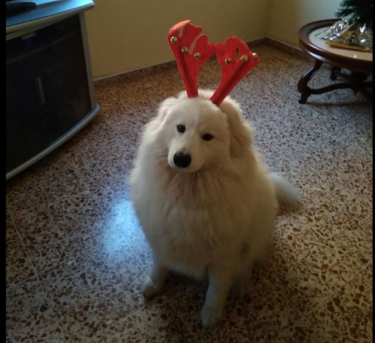 Las mascotas navideñas de los lectores de Levante-EMV