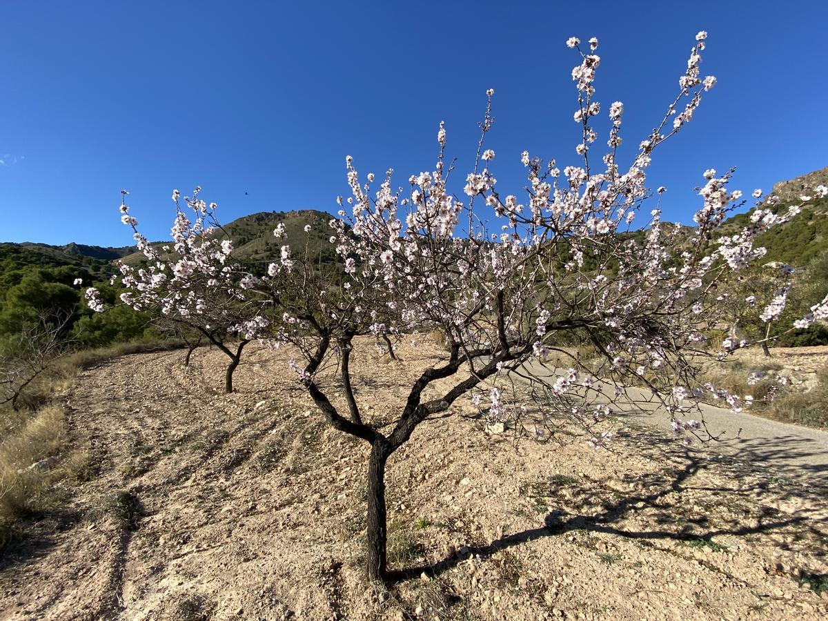 Floración adelantada en un ejemplar de almendro de la sierra de Carrascoy, el pasado fin de semana.