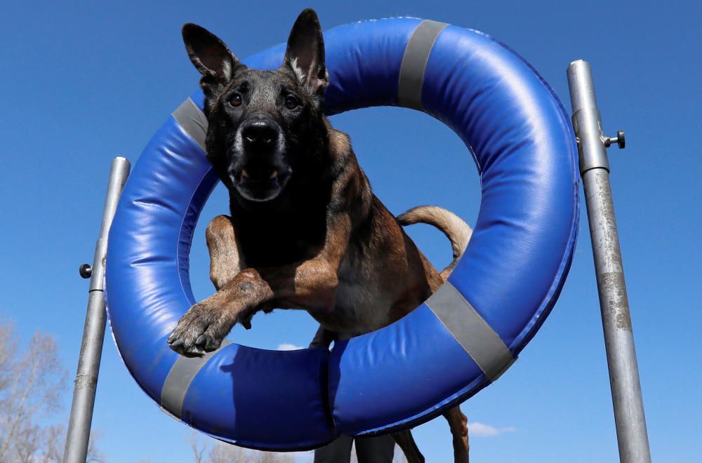 A Belgian Shepherd takes part in the Dog Agility ...