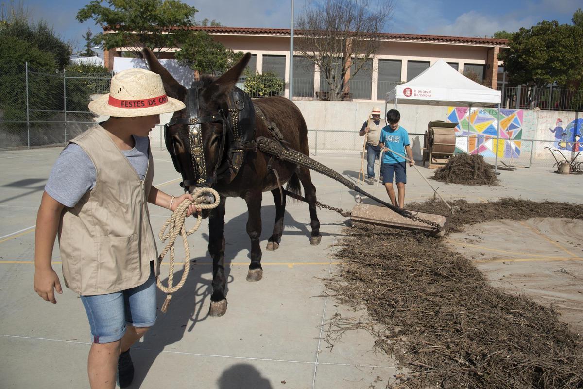 Els visitants poden conèixer de primera mà com es batien abans les mongetes