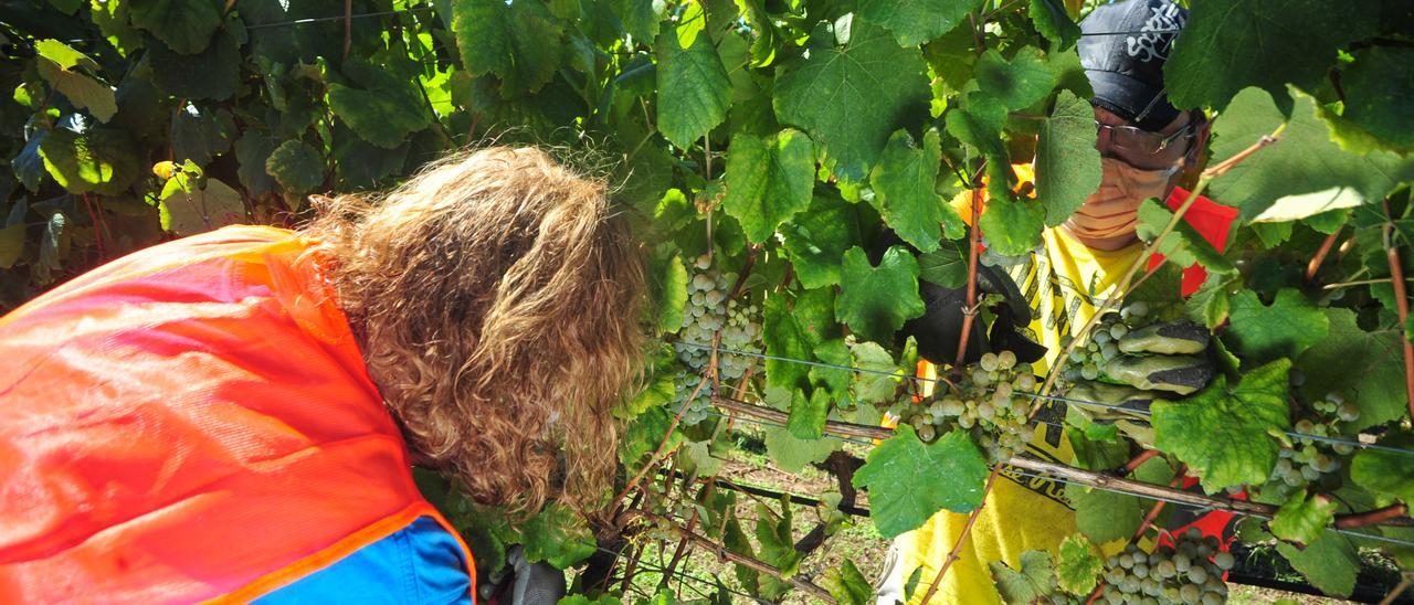 Vendimia de albariño en la comarca.