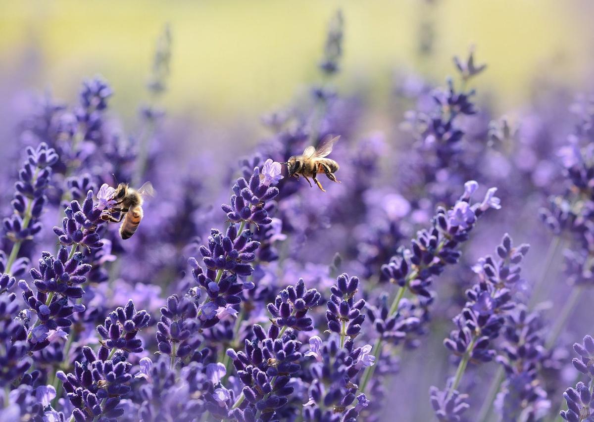 Abejas sobre flores de lavanda.