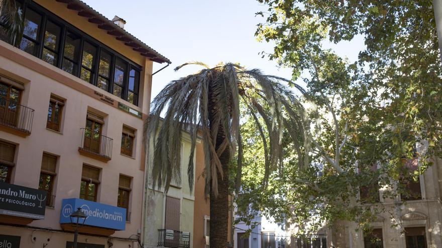 El picudo daña una palmera en la Plaça de la Bassa de Xàtiva