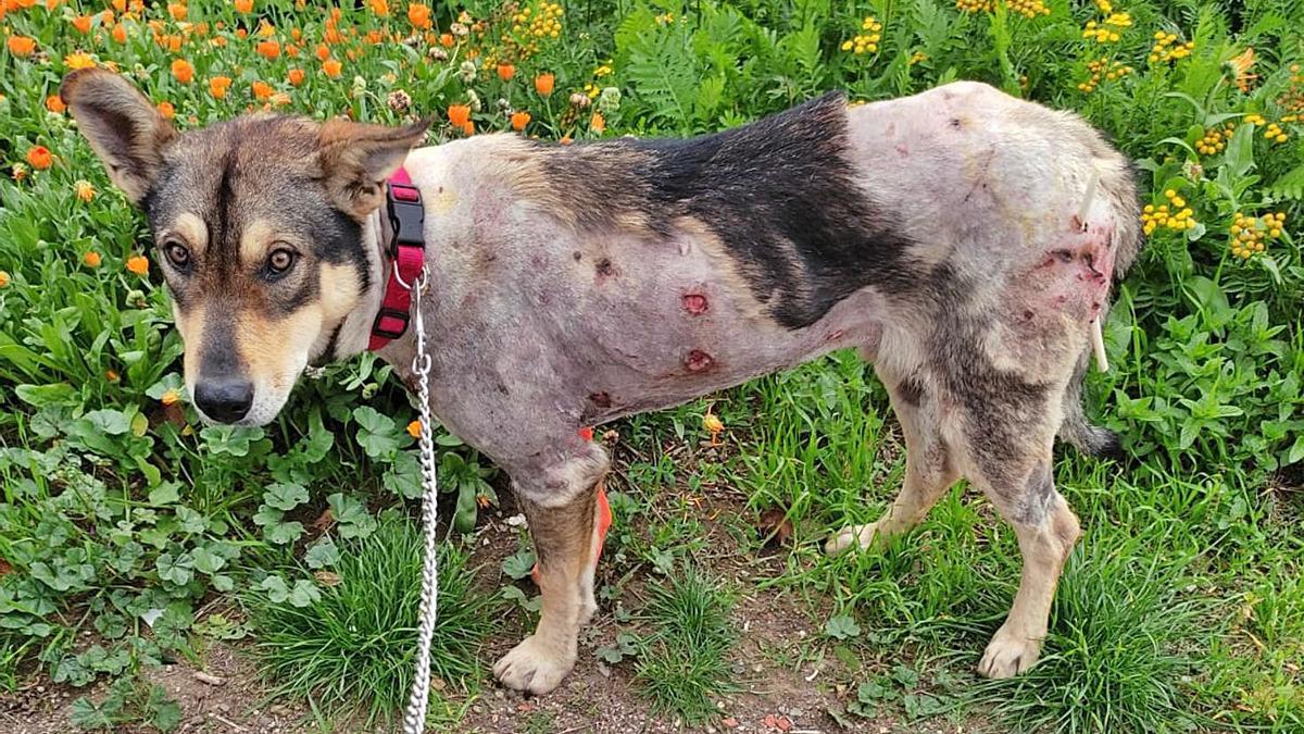 1. Risco, mascota de Remedios González, días después del ataque de los mastines, con las heridas provocadas durante la agresión. 
2, 3 y 4. Imágenes tomadas en la consulta veterinaria tres horas después de las agresiones, donde Risco presenta lesiones en el costado, abdomen, escroto y una hernia. | |  CEDIDAS