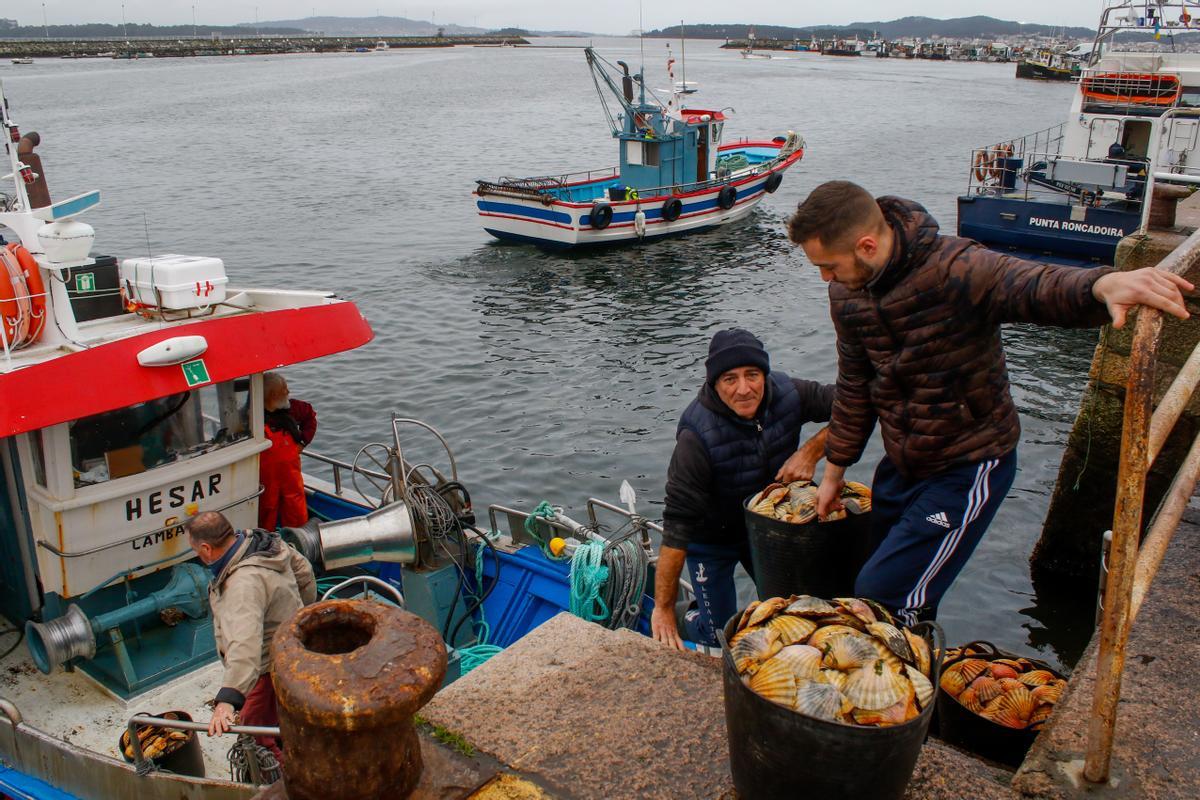 Pescadores de Cambados descargan vieira en el puerto de Tragove.