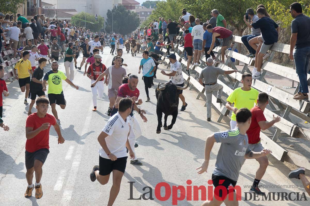 Quinto encierro de la Feria Taurina del Arroz en Calasparra