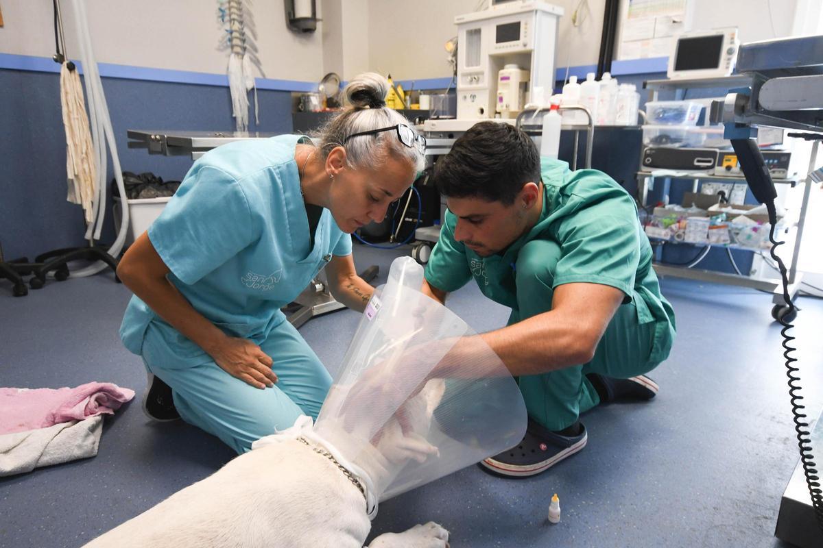 Veterinarios cuidando de un perro en la Clínica Veterinaria de Sant Jordi