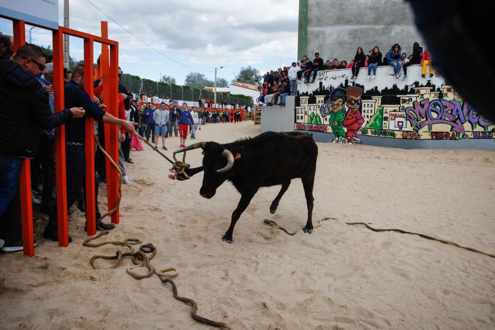 Maniobra para "capturar" una vaquilla