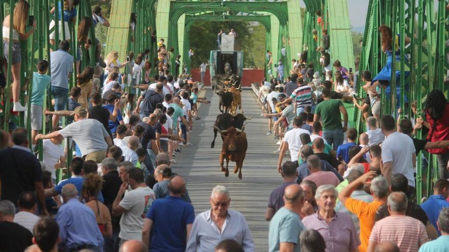 Las reses volvieron a cruzar el puente de Hierro ante la multitud.  | CARLOS ALEGRE