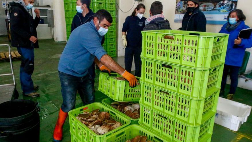 Cambados añora su fiesta de la vieira