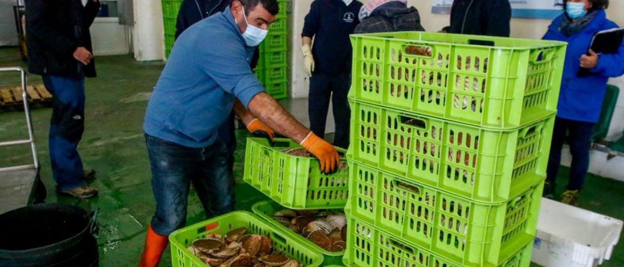 Preperación de los lotes de vieira en la lonja.  | // IÑAKI ABELLA