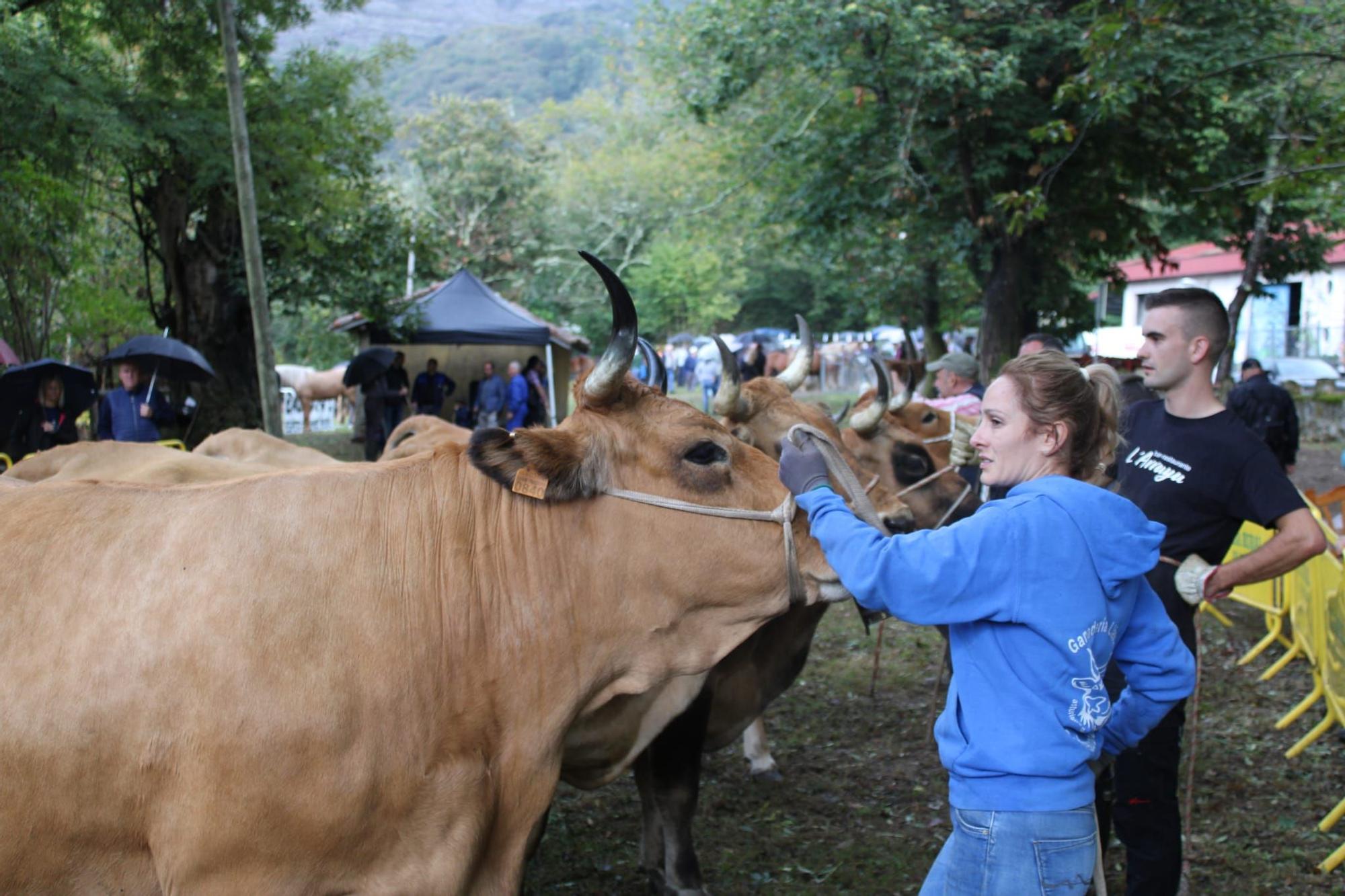 La feria de ganado de Sobrescobio vuelve con 536 animales tras dos años de parón por la pandemia