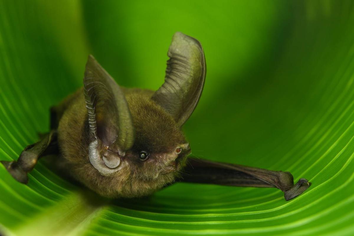 'Myzopoda aurita', familia de murciélagos única en Madagascar