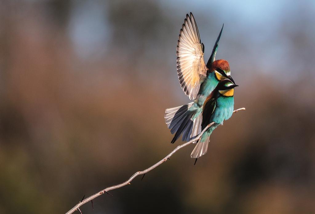 Pareja de abejarucos.