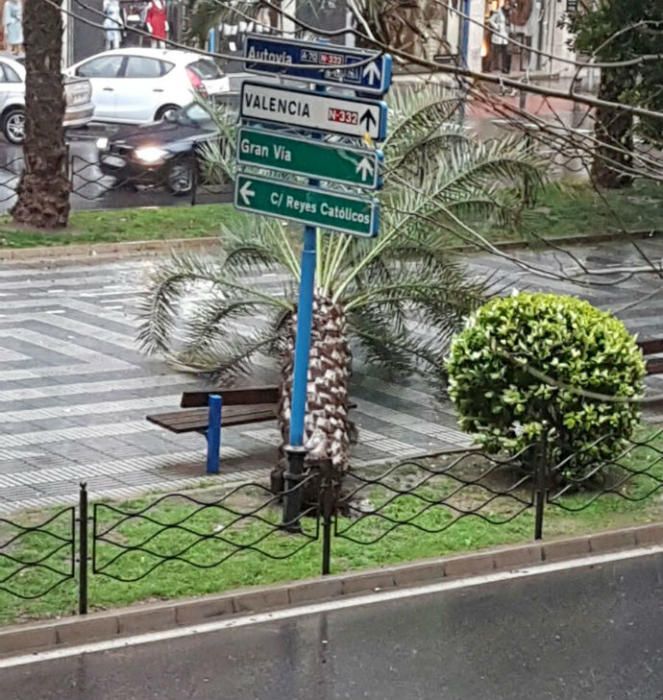 Una palmera en la avenida Óscar Esplà