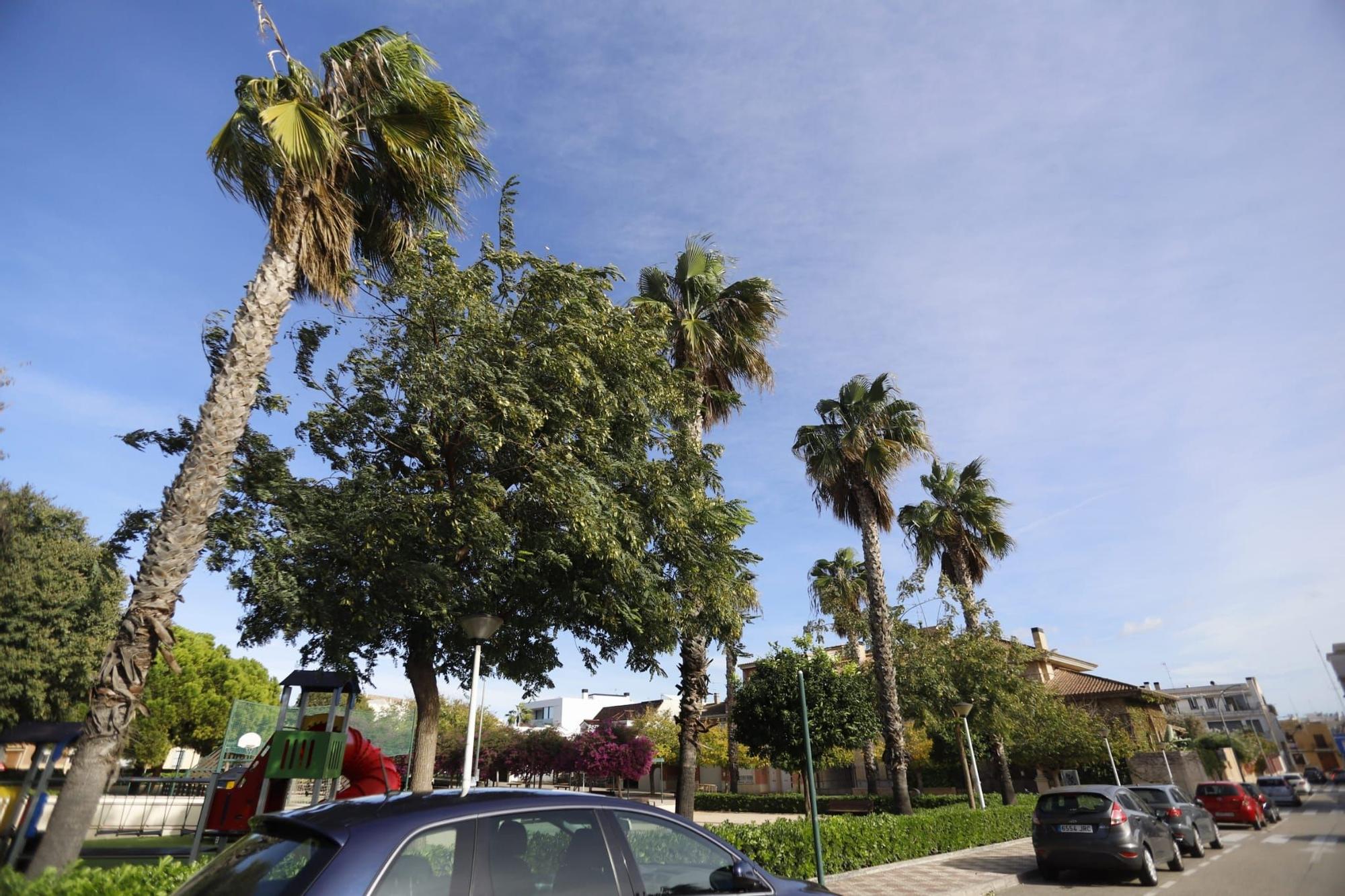 El viento sopla fuerte en Almussafes