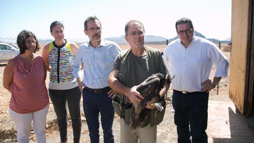 El pollo de guirre Tiscamanita alza su vuelo por primera vez en la Maxorata