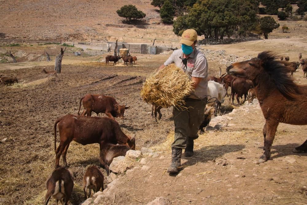 Un safari al límite por el coronavirus