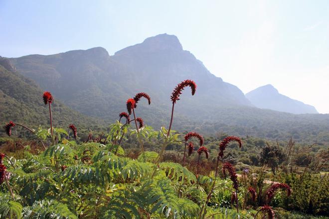 Kirstenbosch, Sudáfrica