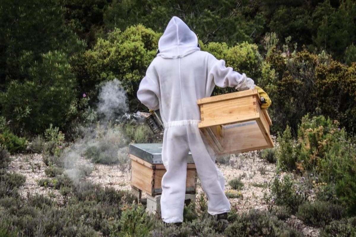 La fumigación contra la Xylella acaba con el 30% de los panales de abejas de la provincia de Alicante.