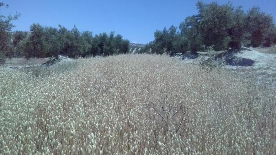 La siembra de avena entre olivos aumenta la rentabilidad y disminuye la erosión