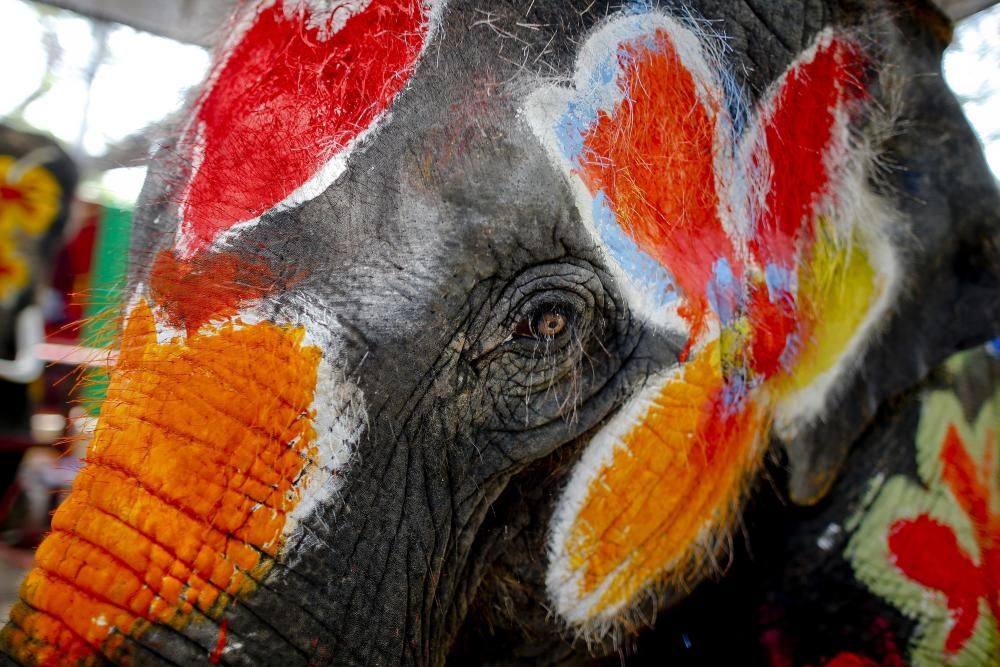 Un elefante se prepara para participar en la presentación del próximo festival Songkran