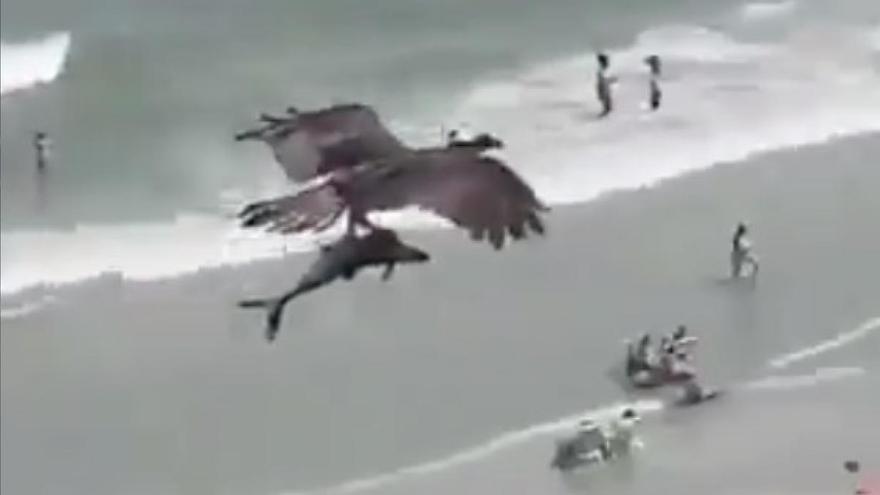 El impactante vídeo en el que un águila atrapa a un pequeño tiburón
