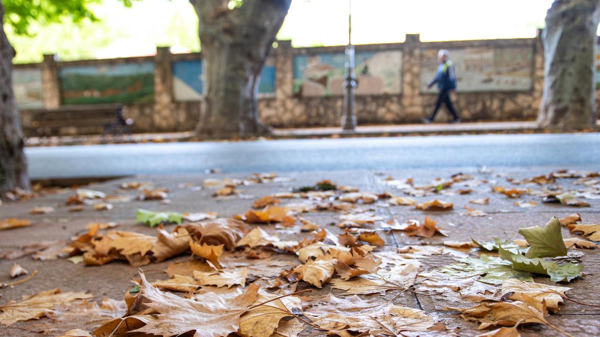 Archivo - Hojas secas en el comienzo del otoño 2023, en la Sierra del Segura, a 22 de septiembre de 2023, en Albacete, Castilla-La Mancha (España).