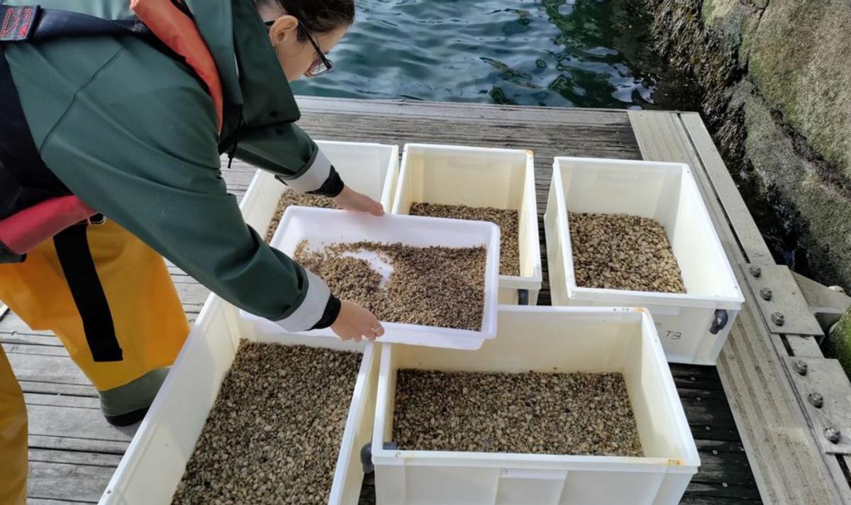 La semilla de almeja producida en el Igafa y sembrada en O Bohído.