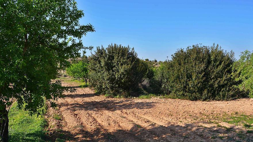 La Comunidad rechaza una moratoria a las plantas fotovoltaicas