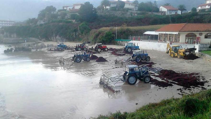 Varios tractores y una pala, dispuestos para recoger ocle en la playa de Palombina, en Celoriu (Llanes).