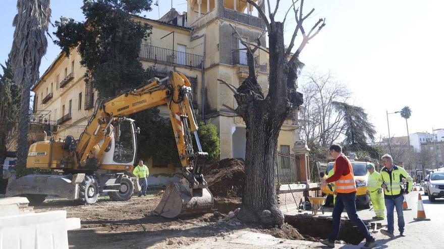 Comienzan los trabajos para trasplantar el olmo del Marrubial