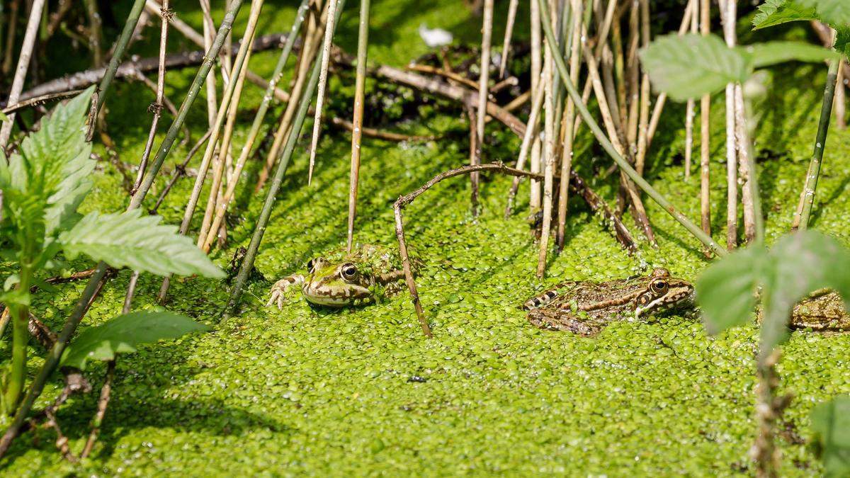 Projecte de restauració ambiental dels aiguamolls artificials de depuració a Begudà.