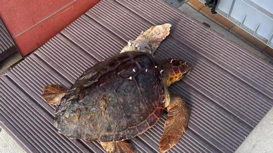 La presión humana y el cambio climático alteran el hábitat de la fauna marina en Ibiza y Formentera
