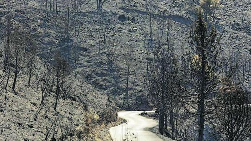 Les flames de l’incendi de Begís
han arrasat una zona d’alt
valor ecològic.  mediterráneo