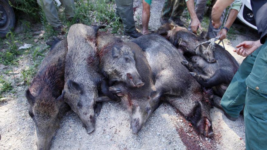 Els caçadors reclamen compensacions   per les batudes d&#039;emergència de senglars