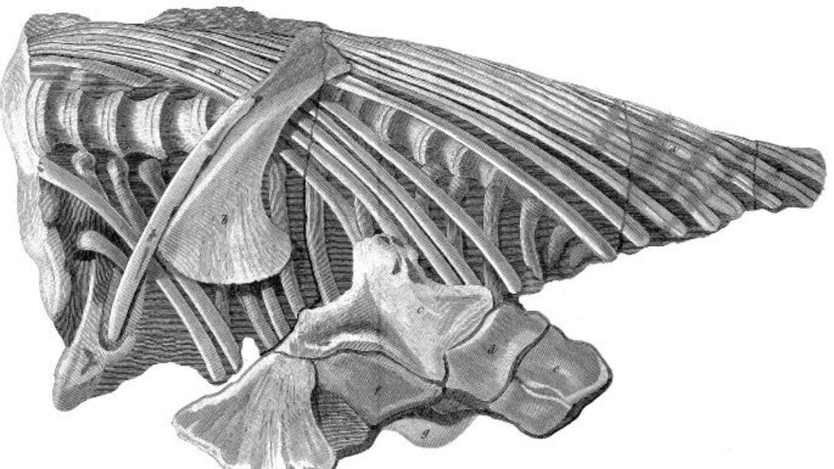 Porción del esqueleto de un ictiosaurio hallado en 1812.