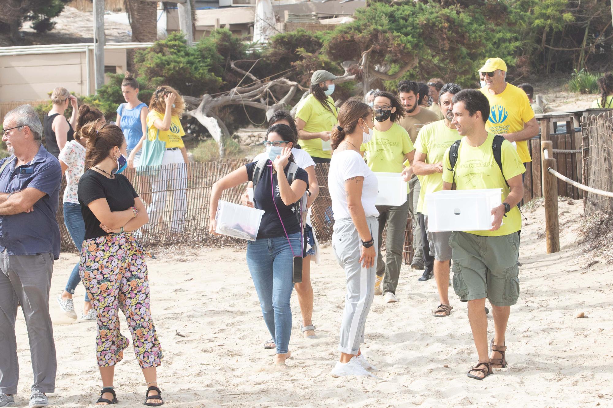 Ponen en libertad a las primeras tortugas nacidas en una playa de Ibiza