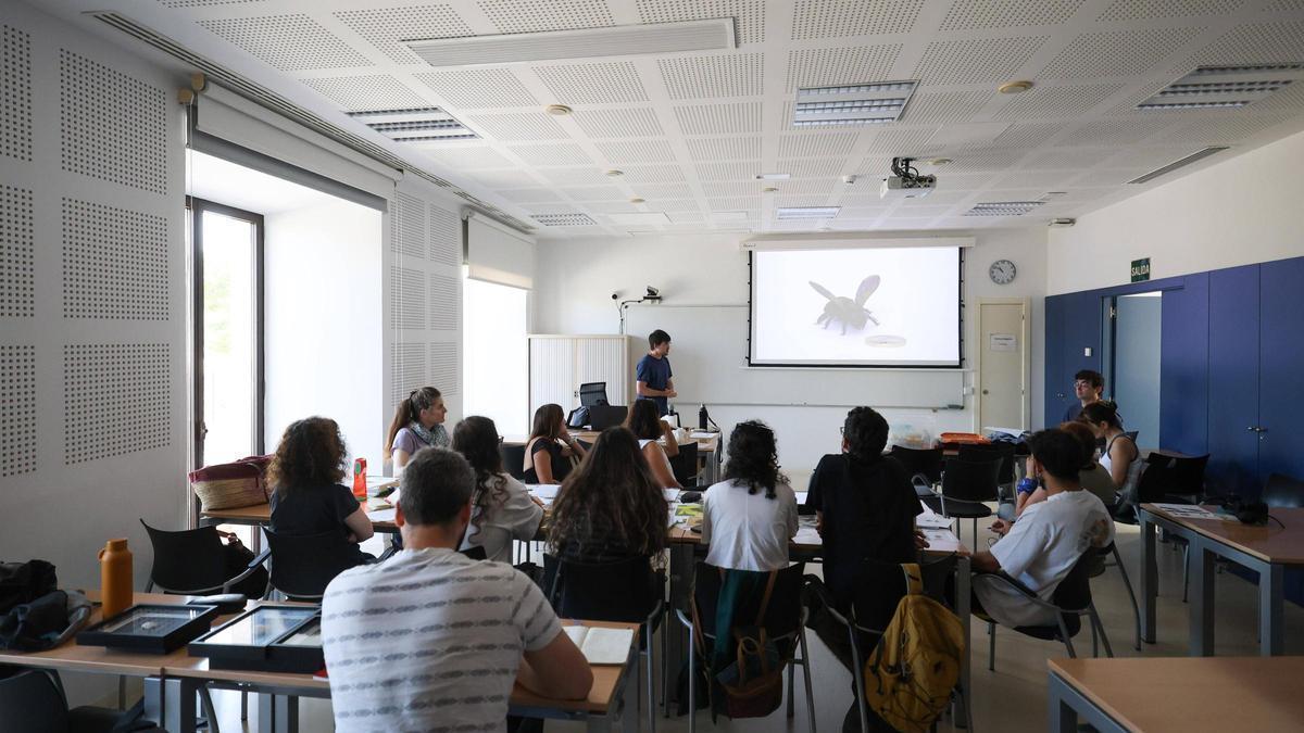 Un taller para identificar las abejas silvestres de Baleares