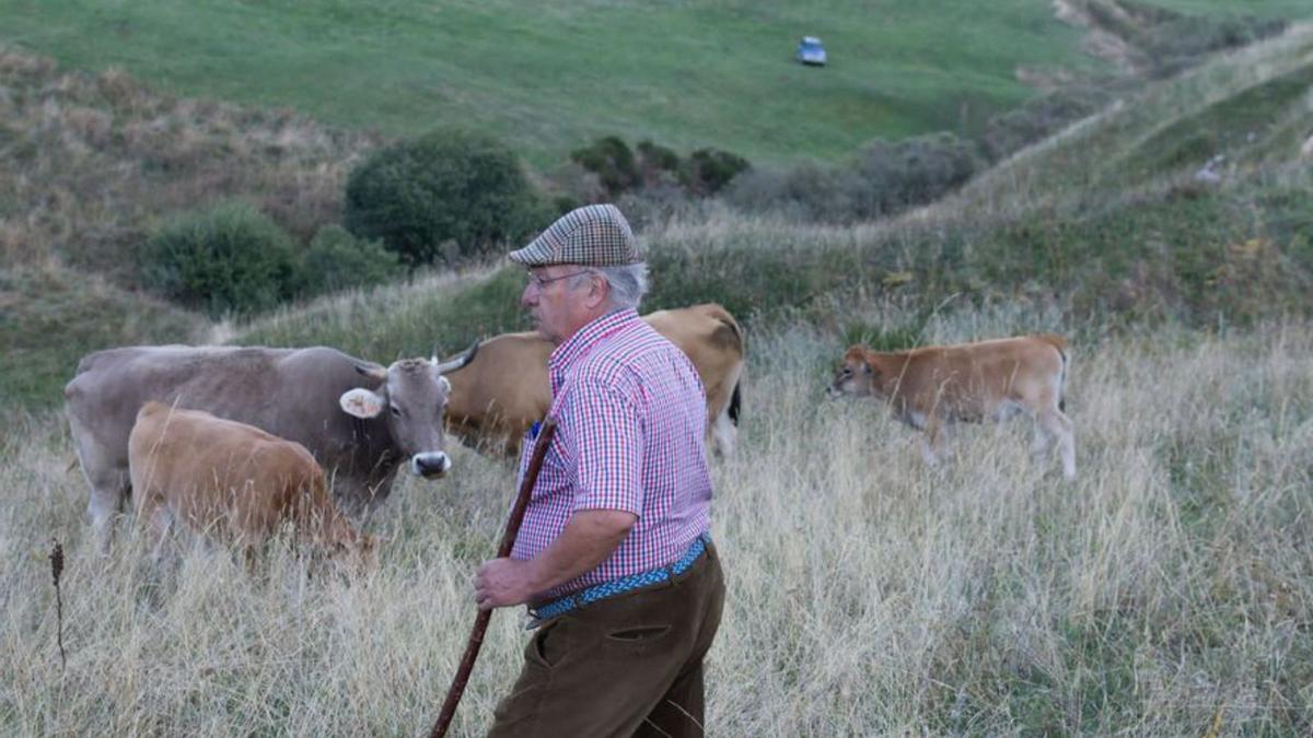 Ramón Fernández, cuidando sus vacas en Torrestío.