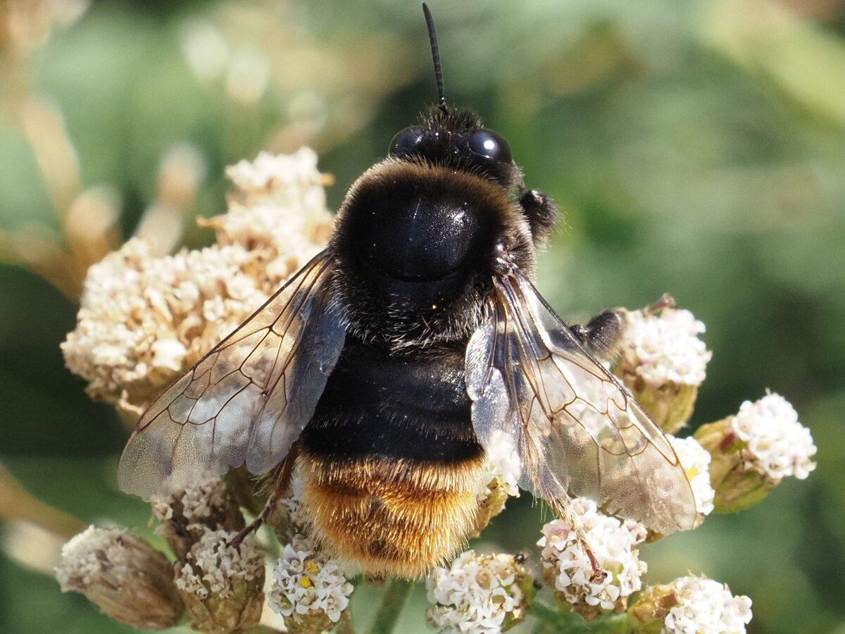 Una de las especies de abejorros recién protegidas