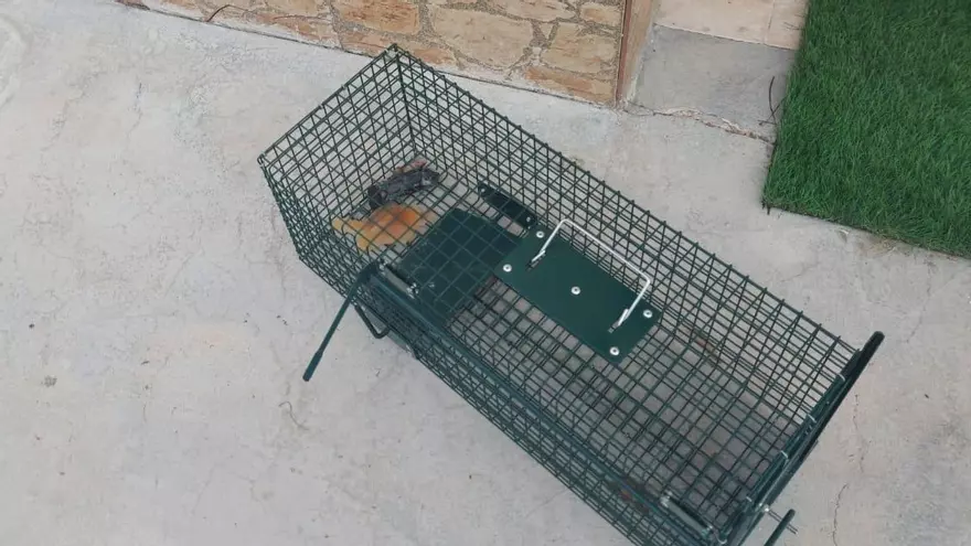 Denuncian la desaparición de 12 gatos por jaulas trampa en Fortuna