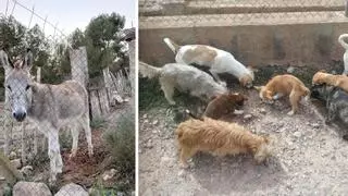 Una protectora de la Pobla denuncia el "abandono" de 12 perros y un burro