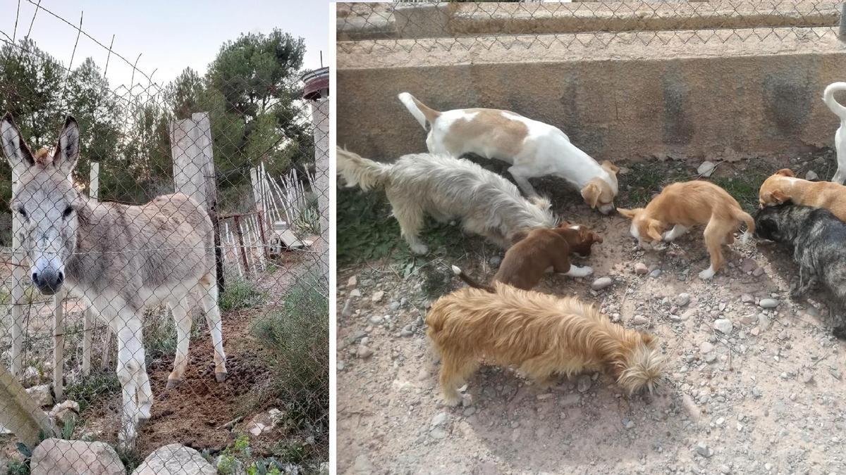 El burro y algunos de los perros que la protectora considera que se encuentran en estado de &quot;abandono&quot; en la Pobla de Vallbona.