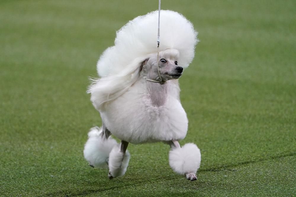 Les millors fotos del concurs de gossos Westminster Kennel Club Dog Show 2020