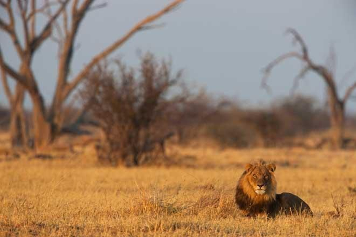 León descansando en el Parque Nacional de Chobe, en Botswana.