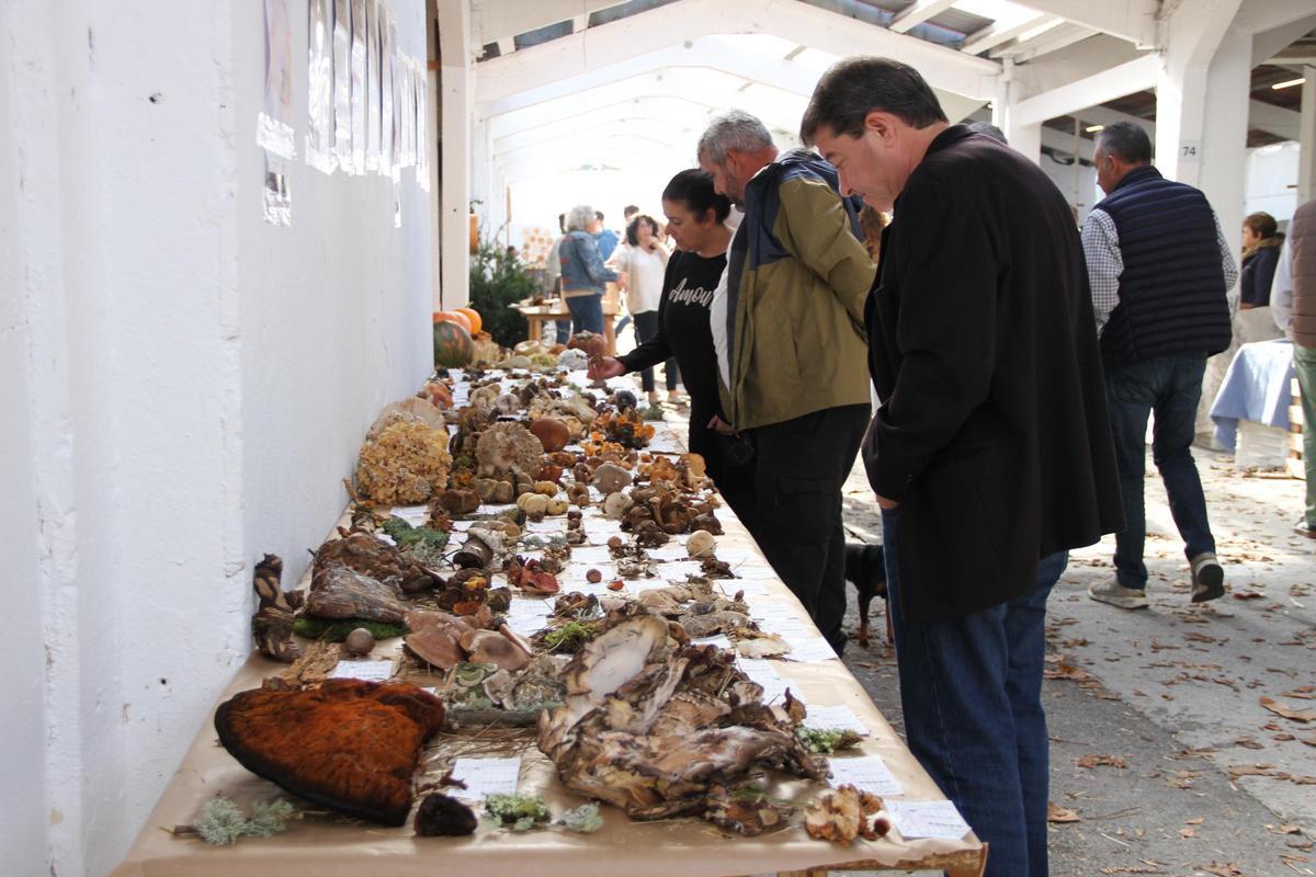 Exposición micológica.