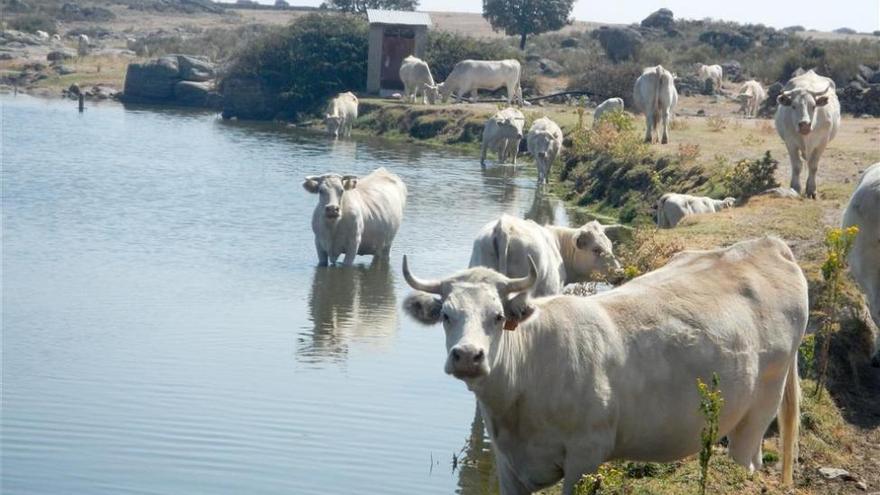La ganadería extremeña muestra preocupación tras un 2015 con escasas lluvias