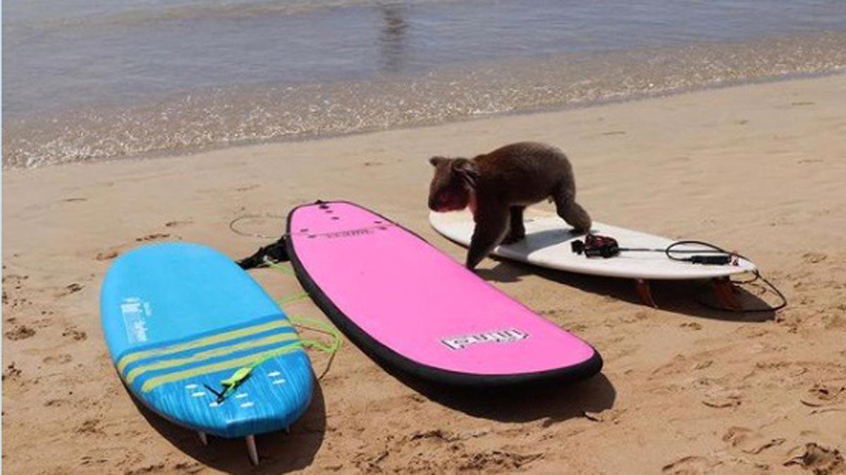 Un koala se pasea por una playa australiana