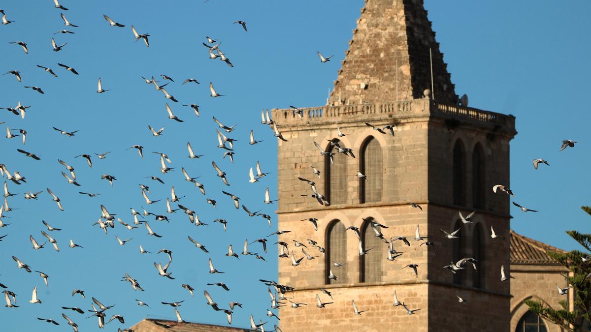 Un grupo de palomas sobrevuela la parroquia de Santa Maria de Sineu.